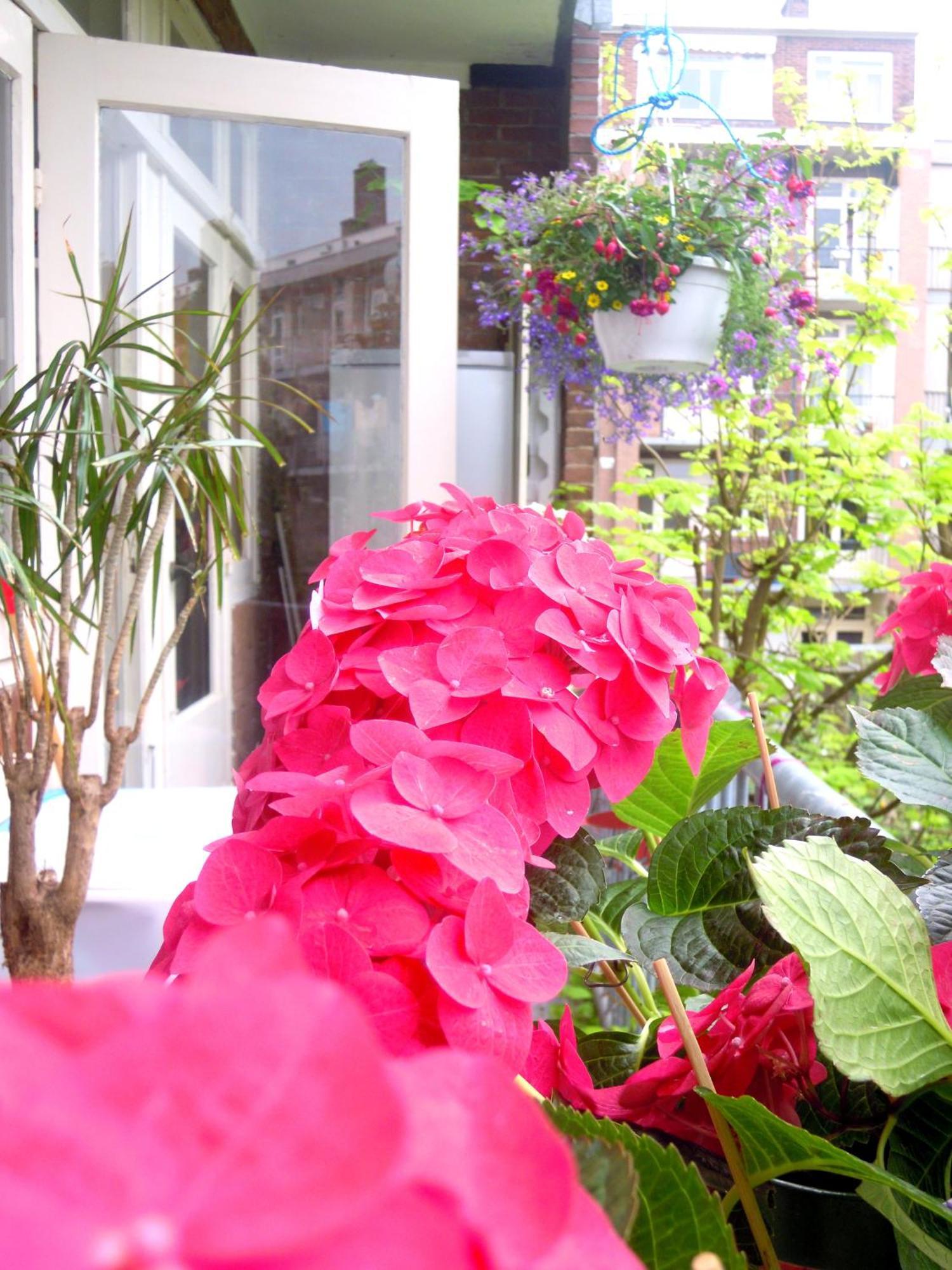 أمستردام Missortelia B&B المظهر الخارجي الصورة